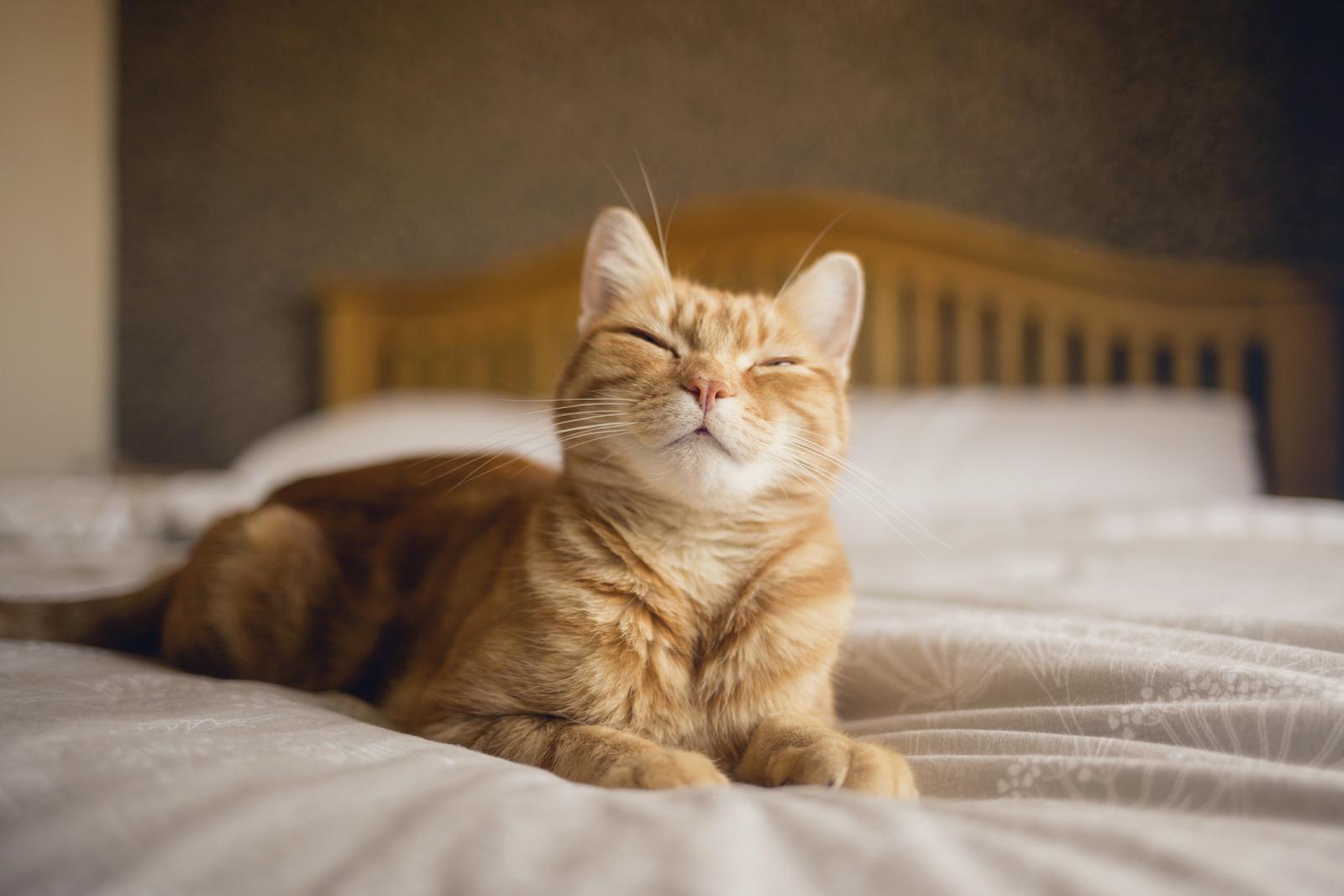 cat-profile